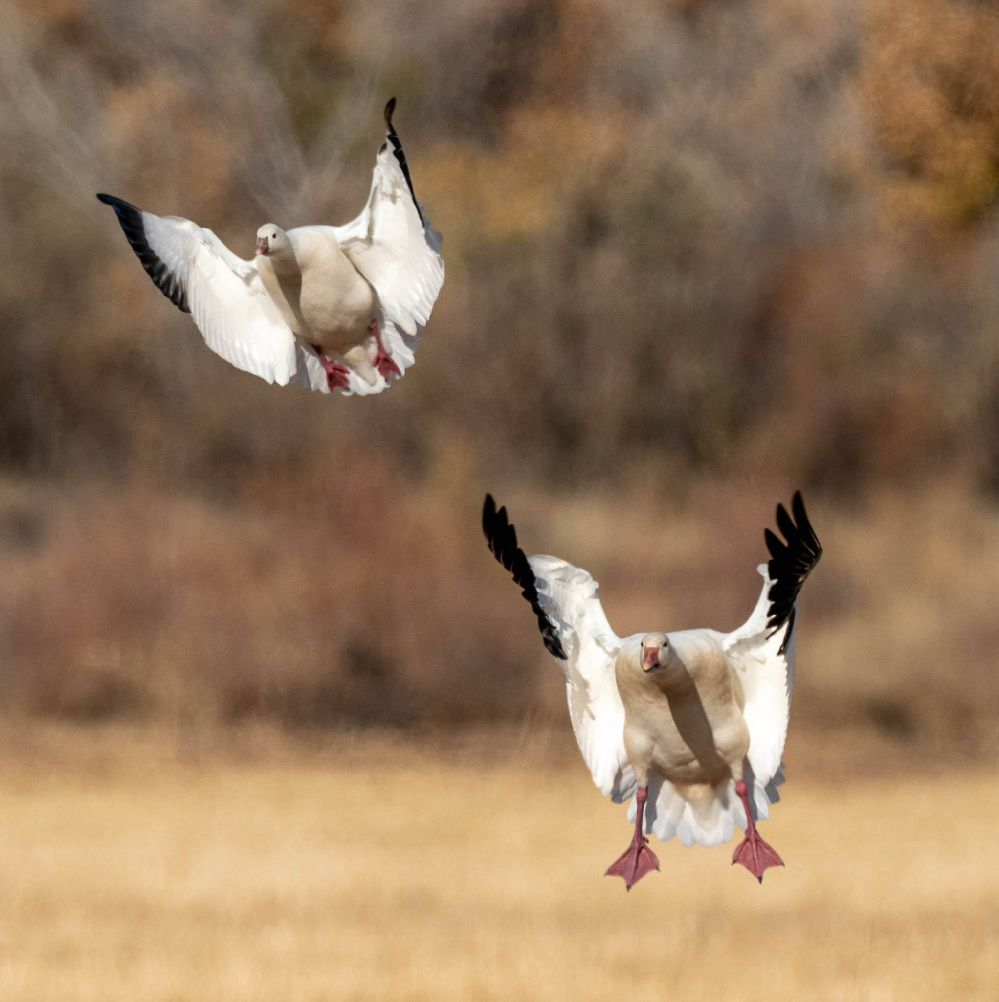 Snow Geese Landing